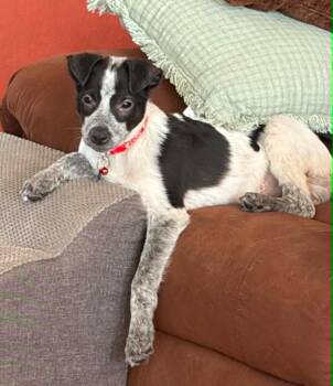 Mixed Breed Dogs Available for Adoption in Mesa, Arizona - Pine | PetCurious