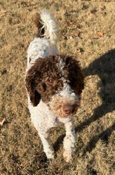 Rescue Standard Poodle Dogs for Adoption in Calera, Alabama - Bailey | PetCurious