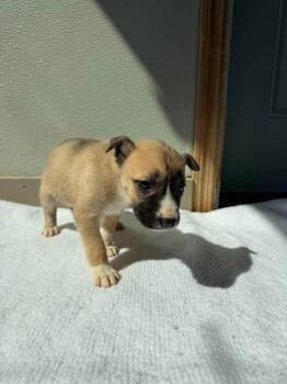 U2 Beetle -  Pit Bull Terrier Dog for Adoption in Ashland, Wisconsin - U2 Beetle | PetCurious