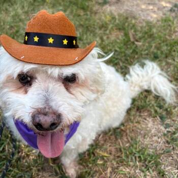 Rescue Maltipoo and Poodle Dogs for Adoption in Liverpool, Texas - Rocky | PetCurious