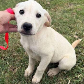 Nova -  Australian Cattle Dog Blue Heeler and Labrador Retriever Dog for Adoption in Aledo, Texas - Nova | PetCurious