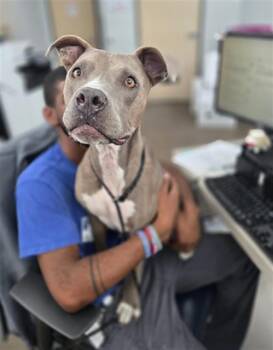ROSIE -  Mixed Breed Dog for Adoption in Dallas, Texas - ROSIE | PetCurious