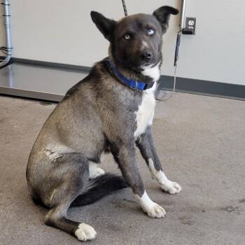 Mixed Breed Dogs Available for Adoption in Las Cruces, New Mexico - Smokey | PetCurious