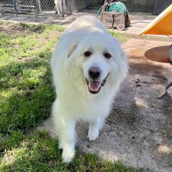 Great Pyrenees Dogs Available for Adoption in Albany, Missouri - Yuki | PetCurious