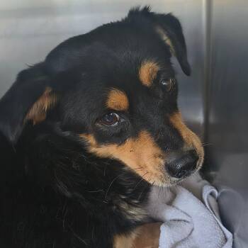 Camber -  Cardigan Welsh Corgi and Mixed Breed Dog for Adoption in Moses Lake, Washington - Camber | PetCurious