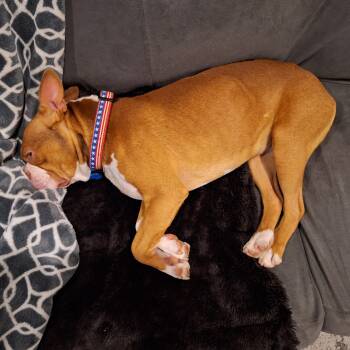 Rescue Boston Terrier Dogs for Adoption in Pasco, Washington - Mack | PetCurious