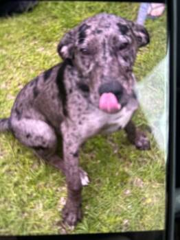 Colt -  Catahoula Leopard Dog Dog for Adoption in Mobile, Alabama - Colt | PetCurious
