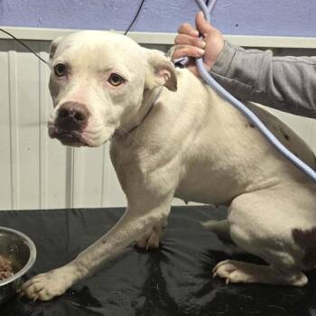 Sina -  Mixed Breed Dog for Adoption in Springboro, Ohio - Sina | PetCurious