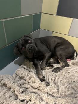 Rescue Mastiff and Pit Bull Terrier Dogs for Adoption in Thousand Palms, California - SCARLET | PetCurious