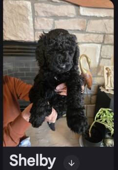 Shelby -  Goldendoodle Dog for Adoption in Glenwood City, Wisconsin - Shelby | PetCurious