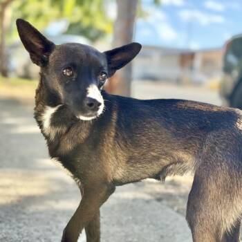 ELARA -  Chihuahua and Mixed Breed Dog for Adoption in Richmond, California - ELARA | PetCurious