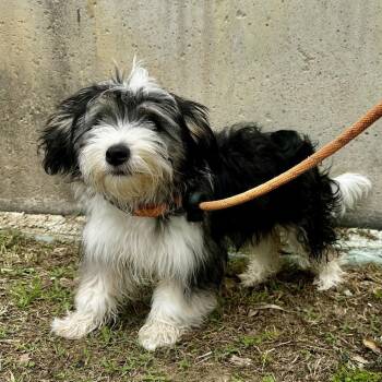 Maltese and Mixed Breed Dogs Available for Adoption in Warrensburg, Missouri - Sassy | PetCurious