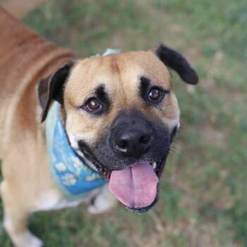 FEZZIK -  Mastiff Dog for Adoption in San Antonio, Texas - FEZZIK | PetCurious