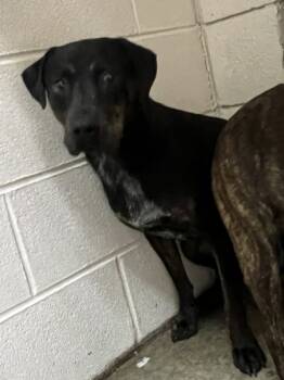 Rescue Hound Dogs for Adoption in Morristown, Tennessee - Wynlie | PetCurious