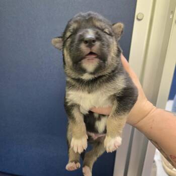 Husky Dogs Available for Adoption in Newport, Tennessee - Poplar | PetCurious
