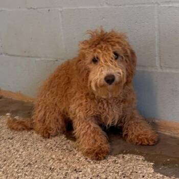 Mixed Breed Dogs Available for Adoption in Loxahatchee Groves, Florida - Shorty 1026 | PetCurious