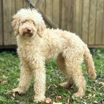 Rescue Goldendoodle Dogs for Adoption in New York, New York - Pugsley | PetCurious