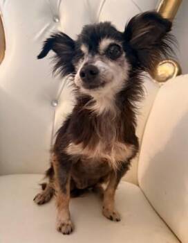 Chihuahua Dogs Available for Adoption in Santa Rosa, California - Petunia | PetCurious