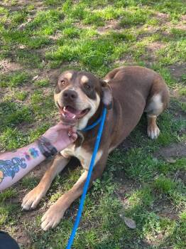 Pit Bull Terrier Dogs Available for Adoption in Benton, Arkansas - Baxter | PetCurious