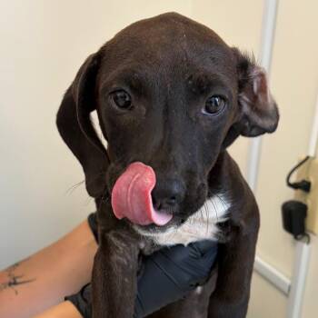 Kia -  Hound and Mixed Breed Dog for Adoption in Nashville, Tennessee - Kia | PetCurious