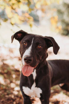 Rescue Retriever and Mixed Breed Dogs for Adoption in North Charleston, South Carolina - 89040a Teddy | PetCurious