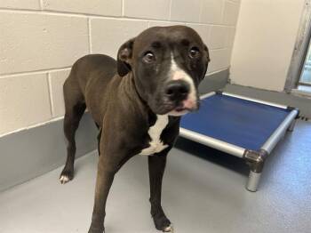 BONSAI -  Pit Bull Terrier and Mixed Breed Dog for Adoption in Ocala, Florida - BONSAI | PetCurious