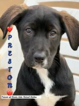 Labrador Retriever and Shepherd Dogs Available for Adoption - Preston | PetCurious