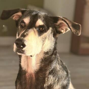 Bonzi -  German Shepherd Dog and Siberian Husky Dog for Adoption in Georgetown, Texas - Bonzi | PetCurious