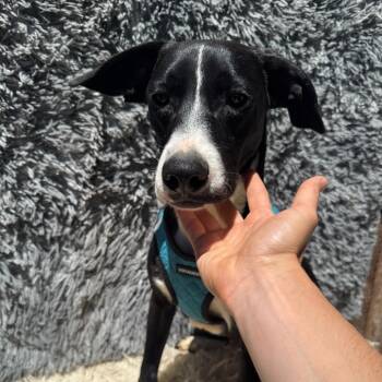 Rescue Labrador Retriever Dogs for Adoption in San Diego, California - OWEN | PetCurious