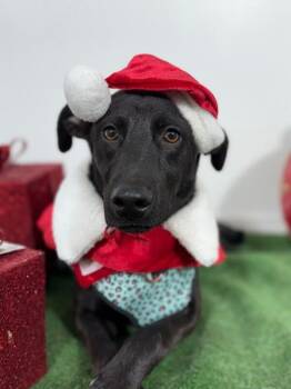 Black Labrador Retriever and Labrador Retriever Dogs Available for Adoption - Lewis | PetCurious