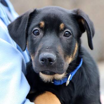Rottweiler and Shepherd Dogs Available for Adoption - Pony Boy (AO35884) | PetCurious