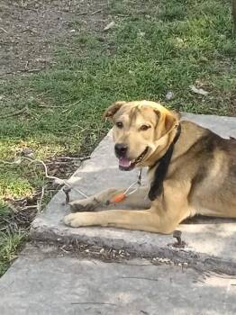 Rescue Labrador Retriever Dogs for Adoption in San Antonio, Texas - CALEB | PetCurious