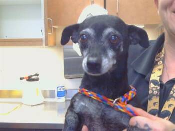 VERA -  Chihuahua Dog for Adoption in Sacramento, California - VERA | PetCurious