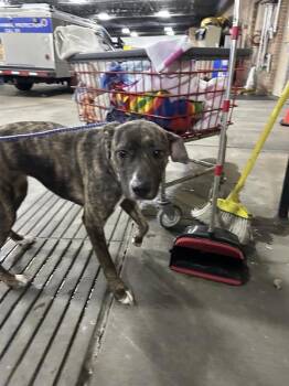 Mountain Cur Dogs Available for Adoption - Babble | PetCurious