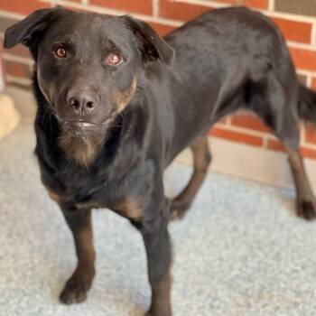Rescue Mixed Breed Dogs for Adoption in Edmond, Oklahoma - JUAN | PetCurious