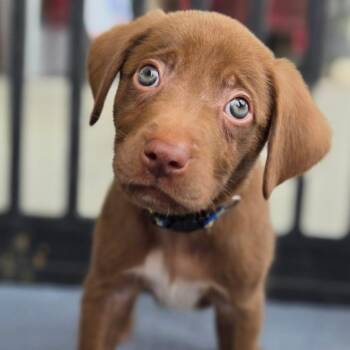 Bear -  Terrier and Border Collie Dog for Adoption in Poinciana, Florida - Bear | PetCurious