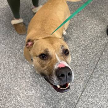 Pit Bull Terrier Dogs Available for Adoption - Juno | PetCurious