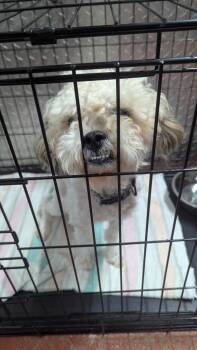 Gristle -  Poodle Dog for Adoption in Fort Worth, Texas - Gristle | PetCurious