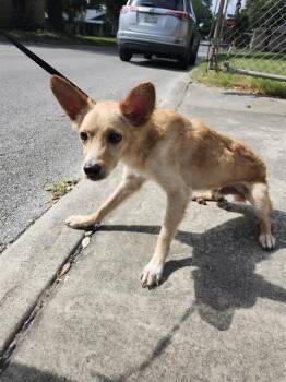 MAPLE -  Terrier Dog for Adoption in San Antonio, Texas - MAPLE | PetCurious
