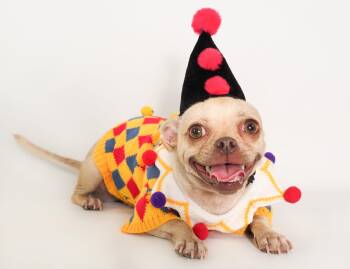 Shaboozy -  Pug and Chihuahua Dog for Adoption in Phoenix, Arizona - Shaboozy | PetCurious