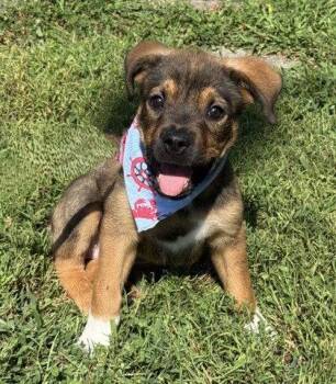 Wrecker -  Shepherd Dog for Adoption in Midland, Virginia - Wrecker | PetCurious