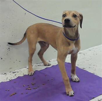 Labrador Retriever and Mixed Breed Dogs Available for Adoption - MONDO | PetCurious