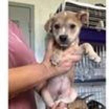Rowan -  Australian Shepherd and Mixed Breed Dog for Adoption in Tampa, Florida - Rowan | PetCurious