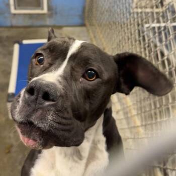 Pit Bull Terrier Dogs Available for Adoption - Izzelle | PetCurious