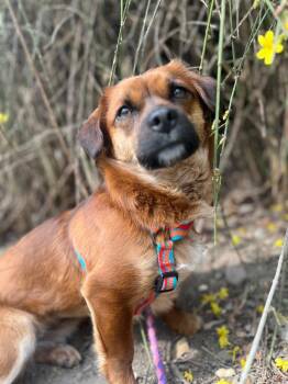 Mixed Breed Dogs Available for Adoption in Richmond, British Columbia - Rosie | PetCurious