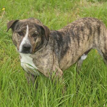 Rescue Beagle Dogs for Adoption in Natchitoches, Louisiana - Stanford | PetCurious