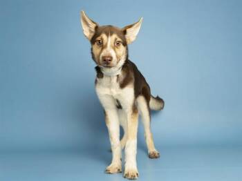 German Shepherd Dog and Husky Dogs Available for Adoption in Phoenix, Arizona - PARAKEET | PetCurious
