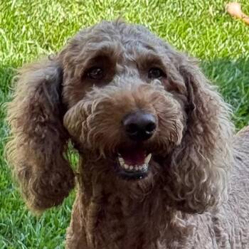 Kali Layne -  Australian Shepherd and Poodle Dog for Adoption in Cincinnati, Ohio - Kali Layne | PetCurious