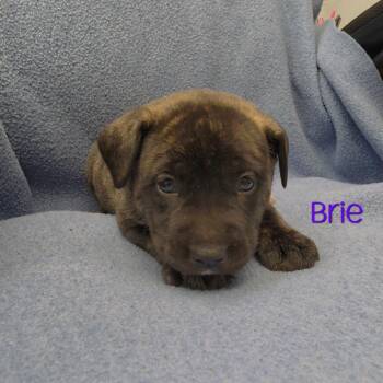 Marble -  Mixed Breed Dog for Adoption in Parkersburg, West Virginia - Marble | PetCurious