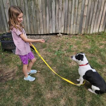 Moonpie -  Mixed Breed Dog for Adoption in Wheeling, Illinois - Moonpie | PetCurious